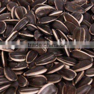 new crop chinese black sunflower seeds 601