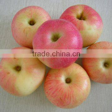 Royal Gala Apple(fresh Apple)