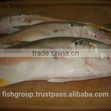 FROZEN TREVALLY WHOLE