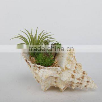 China Wholesale Decorative succulents conch pot Planters