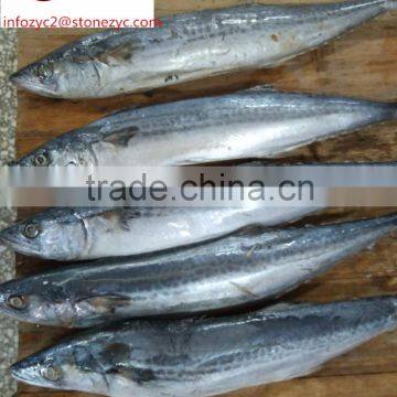 Top Quality Frozen Spanish Mackerel fish for sale