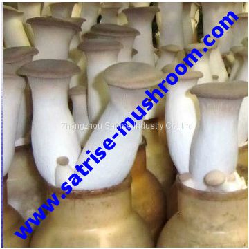 China sawdust mushroom spawn bottles