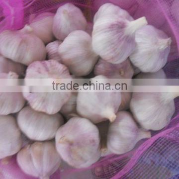 fresh normal white jinxiang Garlic (2013 new crop 5.5cm)