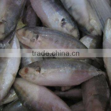 FROZEN YELLOW TAIL SCAD WHOLE ROUND