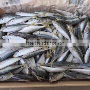 Frozen Fish Horse Mackerel