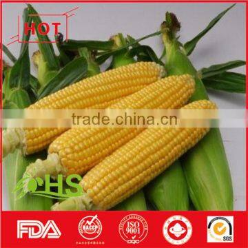 Frozen Organic Sweet Corn From China photo-3