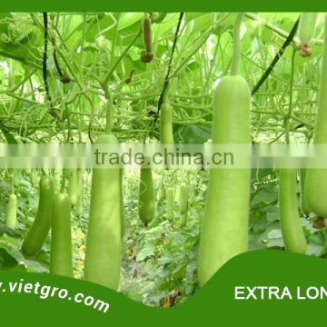 High Yield F1 Hybrid Bottle Gourd Seed - EXTRA LONG 07