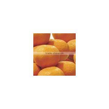 2011 FRESH BABY ORANGE IN 10KG PLASTIC CARTONS