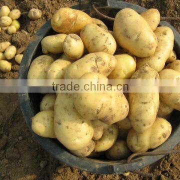 2014 new crop fresh holland potato