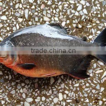 Iced live freshwater fish for sale