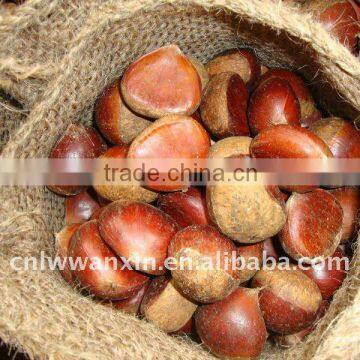 fresh chinese chestnut hot sale