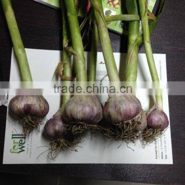Hot Sale Egyptian Fresh Garlic (Red, White) for Export photo-6
