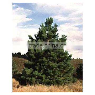 Pinus High Quality Nigra Nigra Plant