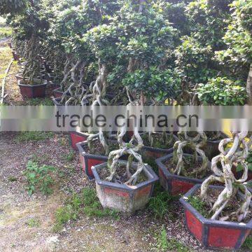 Middle size Braid tower shape bonsai ficus microcarpa