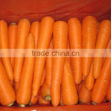 Fresh Carrot photo-2