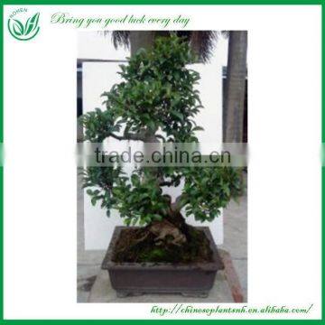 Ficus Bonsai Tree Sale