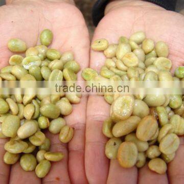 Green Coffee Bean Processing Machine photo-3