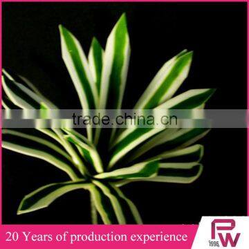Indoor Ornamental Tropical Green Foliage Plants Sale