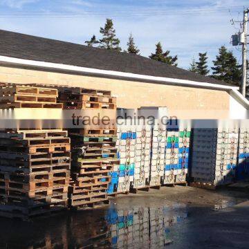 Live Canadian Lobster photo-4