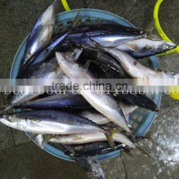 Frozen Pacific Mackerel Seining Catching photo-3