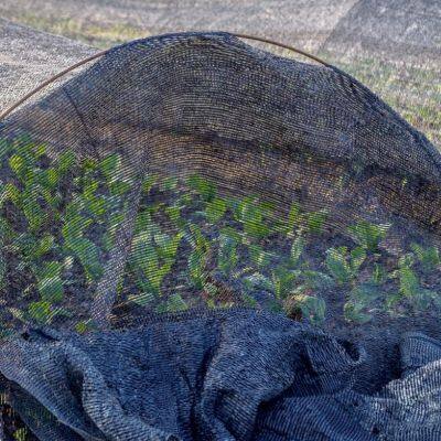 Plastic Net Mesh for Shade HDPE Knitted 40% 50% 80%  Black Beige Agricultural Green Shade Net / Sun Shade Net