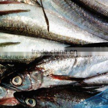 WR Frozen Hake photo-3