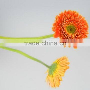 High quality Golden Sun gerbera flower arrangements