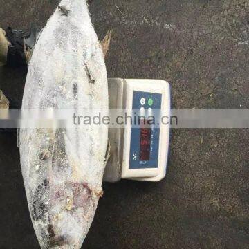 Whole Round 3.4kgs up Frozen Skipjack Tuna Fish