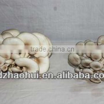 Frozen Oyster Mushroom