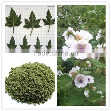 Super Althaea Officinalis Leaf Extract Powder from Factory