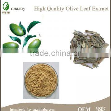 100% Natural Olive Leaf Extract Powder in Bulk photo-3