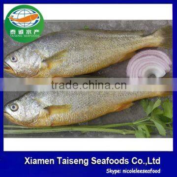 Frozen Yellow Croaker Fish Price