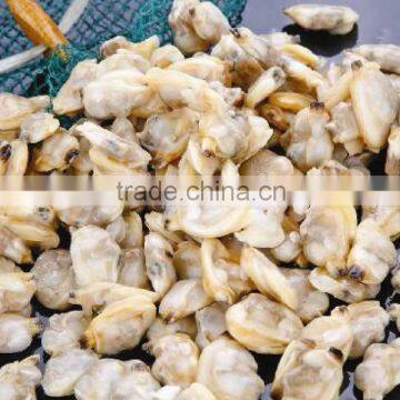 Frozen clam meat