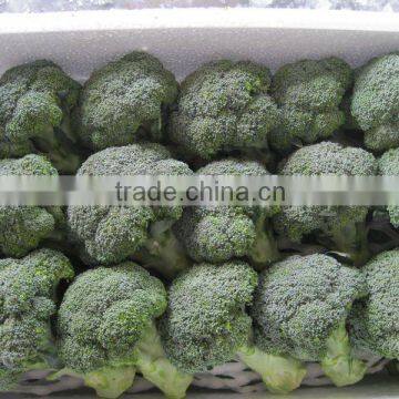 fresh broccoli