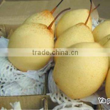 china best price of fresh ya pear