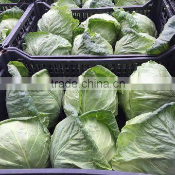 Cruciferous Vegetables Product Type and Fresh Style Cabbage photo-2