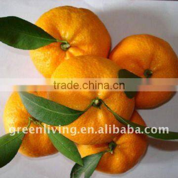 Honey Mandarin Orange