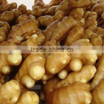 New Chinese Ginger wind dried/ Fresh kept/market spice