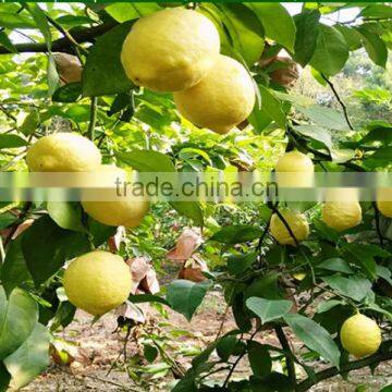 chinese yellow eureka fresh lemon from China Fresh citrus fruit