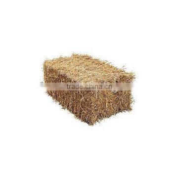 Animal filler straw hay, dry hay bale, wheat straw hay, hay straw bale, wheat hay