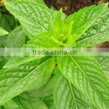 High Sprouting Rate Mint Seeds Mentha piperita Seeds For Planting