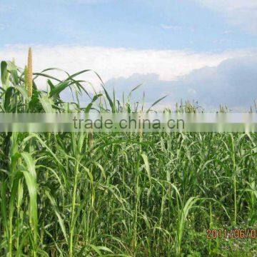 Sell Tropical High Yield Chinese Forage Pennisetum of America Grass Seed