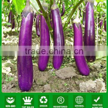 E17 Shengfeng no.3 f1 hybrid purple eggplant seeds, hybrid vegetable seeds