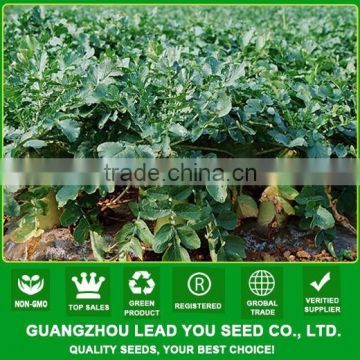 MR03 Xibai high cold resistant raphanus sativus seeds, long radish seeds for planting