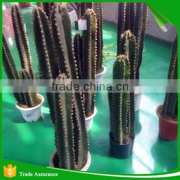 Wholesale Natural Artificial Plastic Cactus Plant