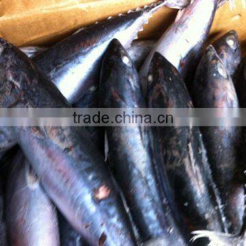 frozen bonito whole round 200-300