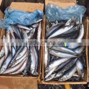 High quality machine grade japanese pacific mackerel with A Discount