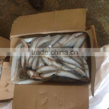 SARDINE BAIT photo-4