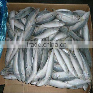 Supplier of round scad yellow tail mackerel scad fish seafood yellow-tail round scad