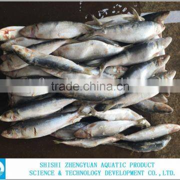 Hot Sale Frozen Sardine Fish Whole Round photo-4